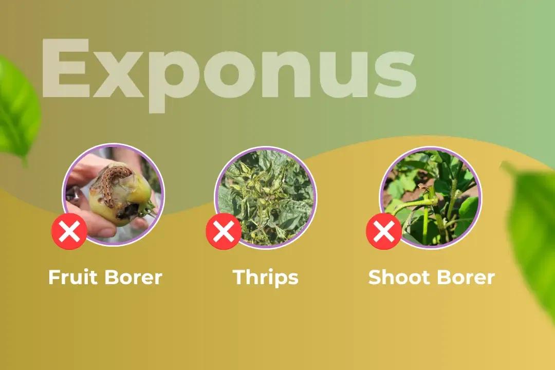 Exponus Insecticide Target Pest Exponus Insecticide Target Pest