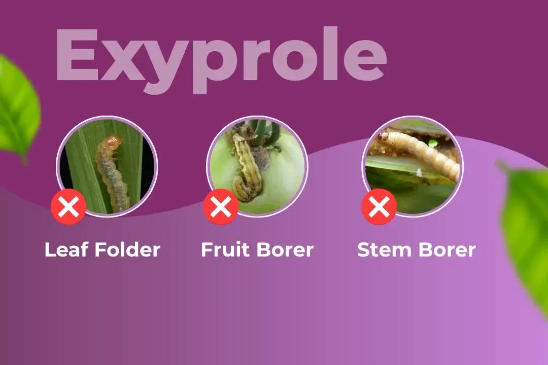 Exylon Exyprole Insecticide Target Pest Exylon Exyprole Insecticide Target Pest