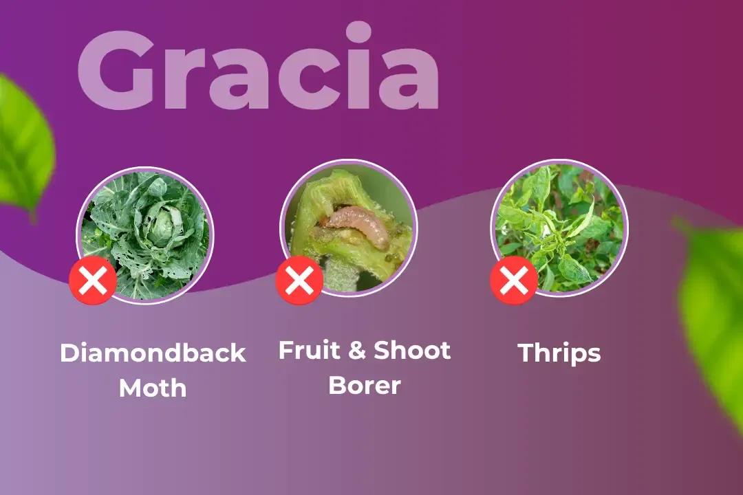 Gracia Insecticide Target Pest Gracia Insecticide Target Pest