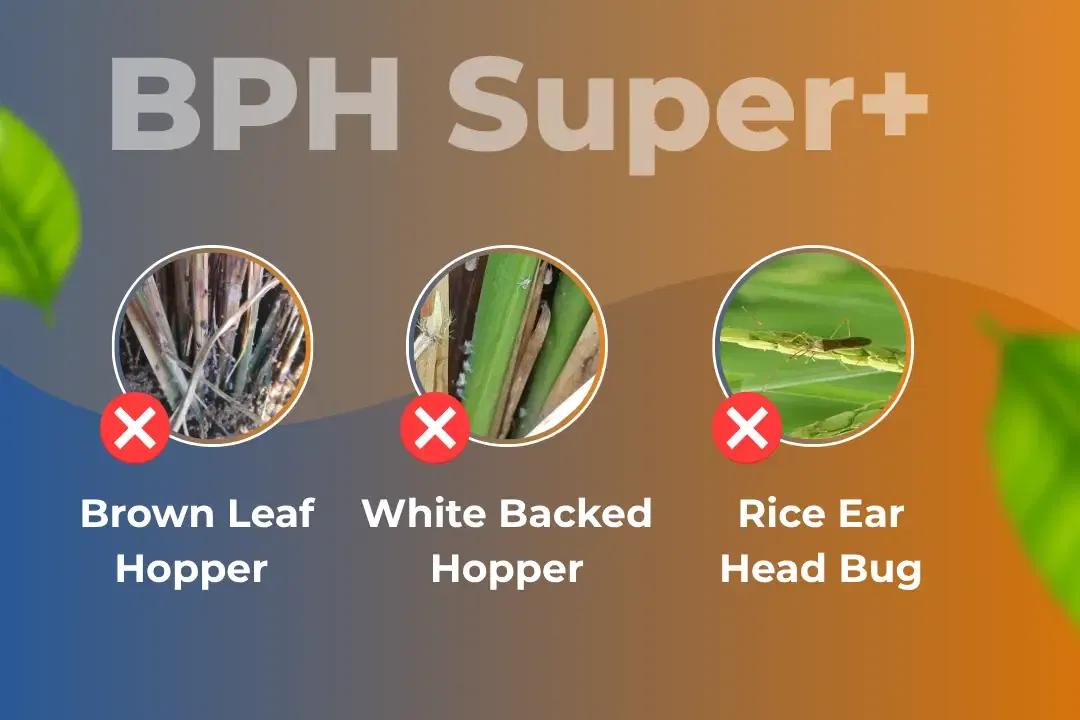 Katyayani Bph Super+ Insecticide Target Pest Katyayani Bph Super+ Insecticide Target Pest