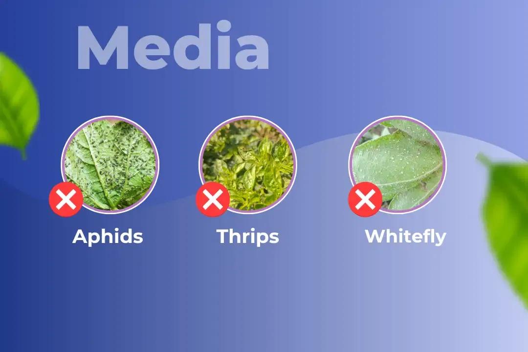 Media Insecticide Target Pest Media Insecticide Target Pest