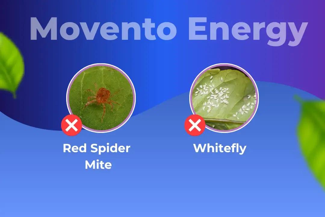 Movento Energy Insecticide Target Pest Movento Energy Insecticide Target Pest