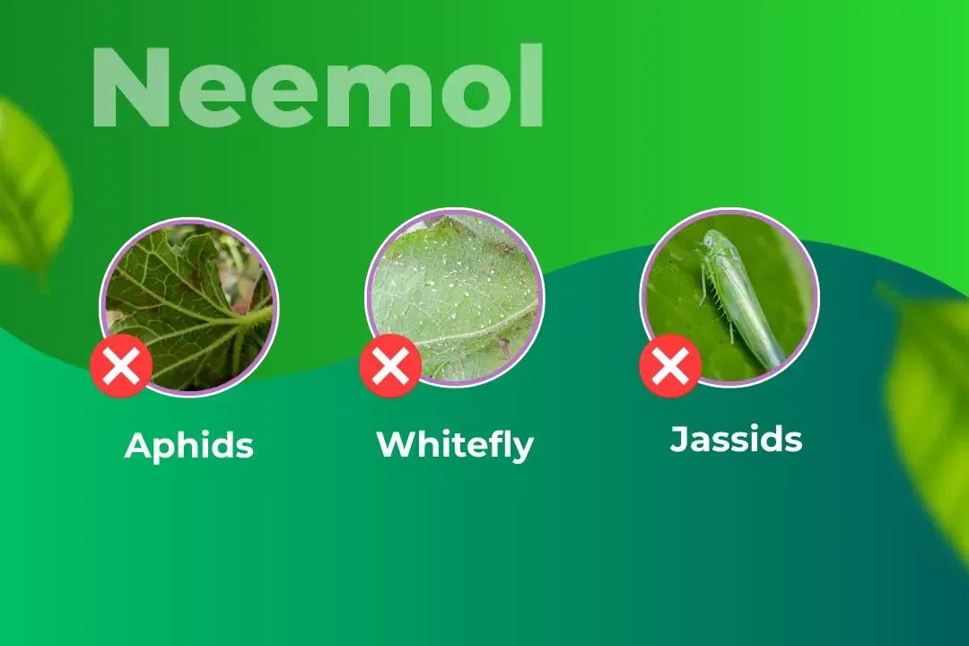 Greenpeace Neemol 10000 Ppm Bio Insecticide Target Pest Greenpeace Neemol 10000 Ppm Bio Insecticide Target Pest