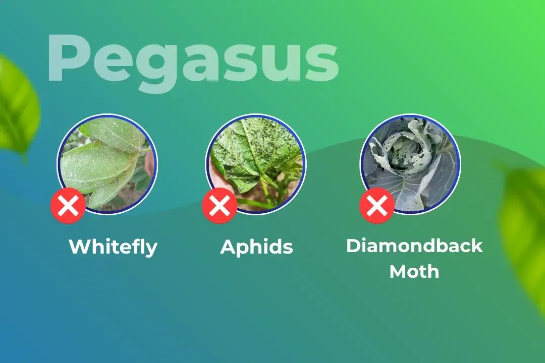 Pegasus Insecticide Target Pest Pegasus Insecticide Target Pest