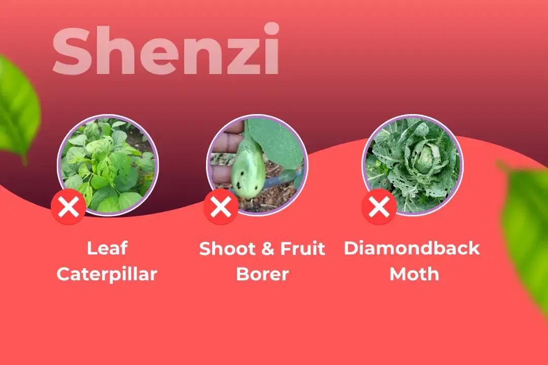 Shenzi Insecticide Target Pest Shenzi Insecticide Target Pest