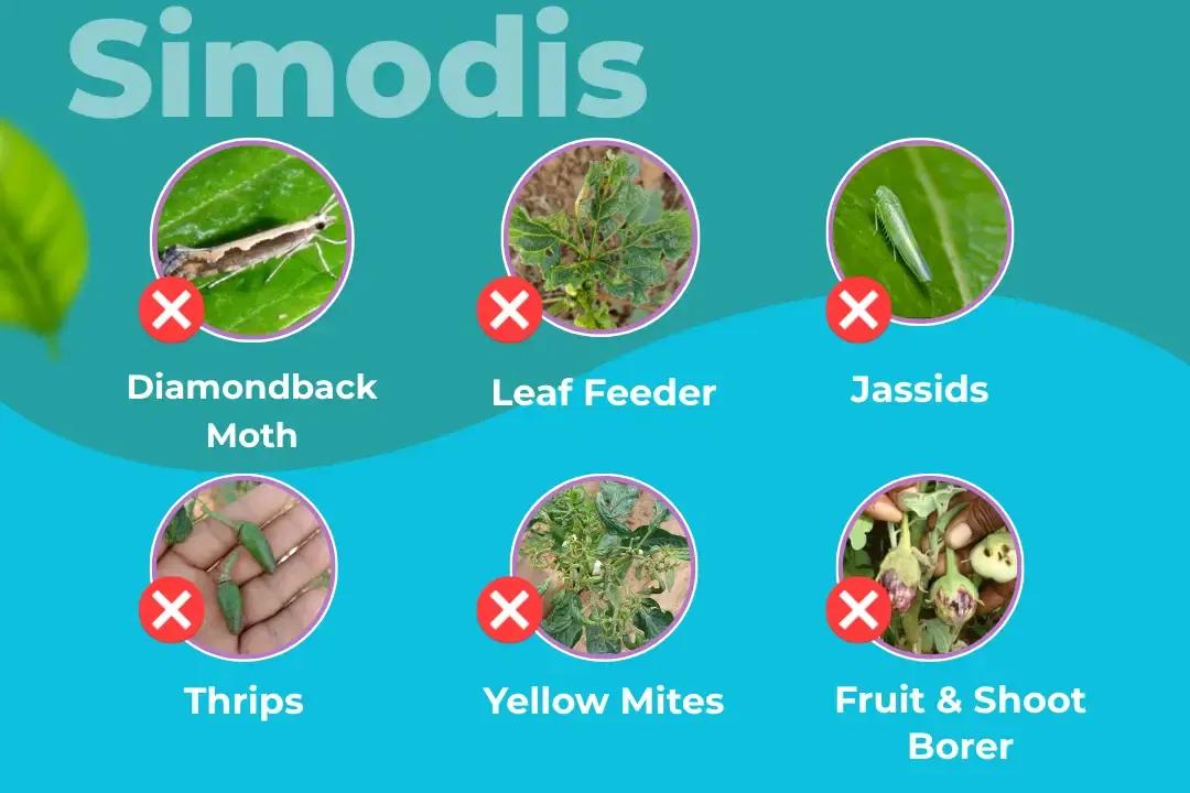 Simodis Insecticide Target Pest Simodis Insecticide Target Pest