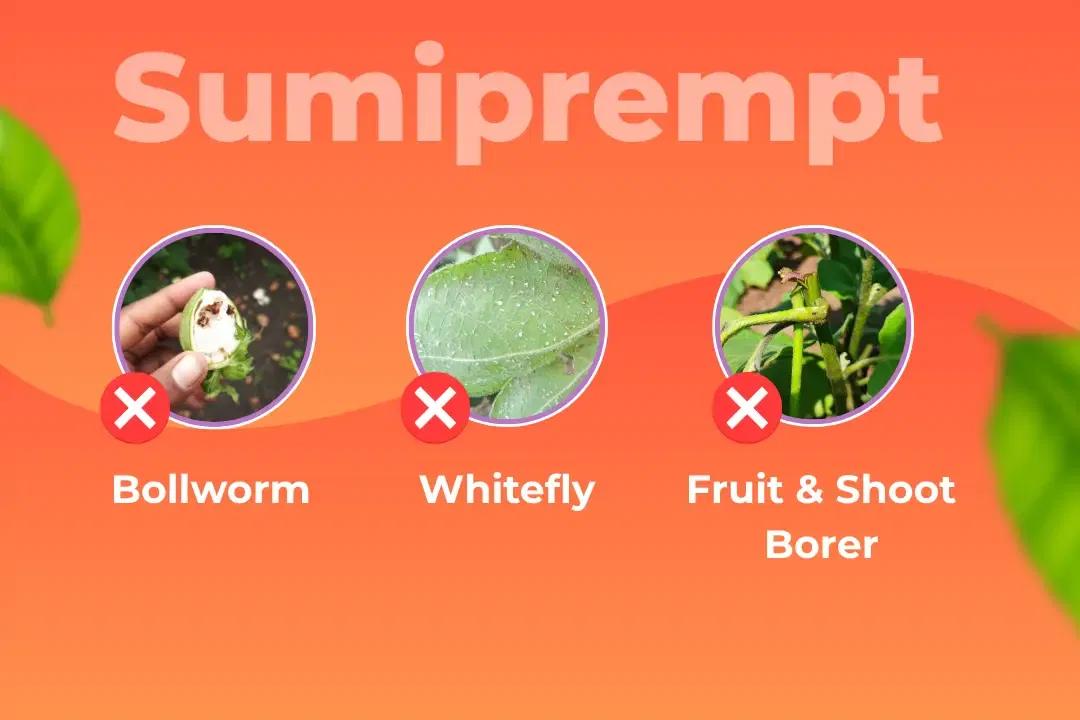 Sumiprempt Insecticide Target Pest Sumiprempt Insecticide Target Pest