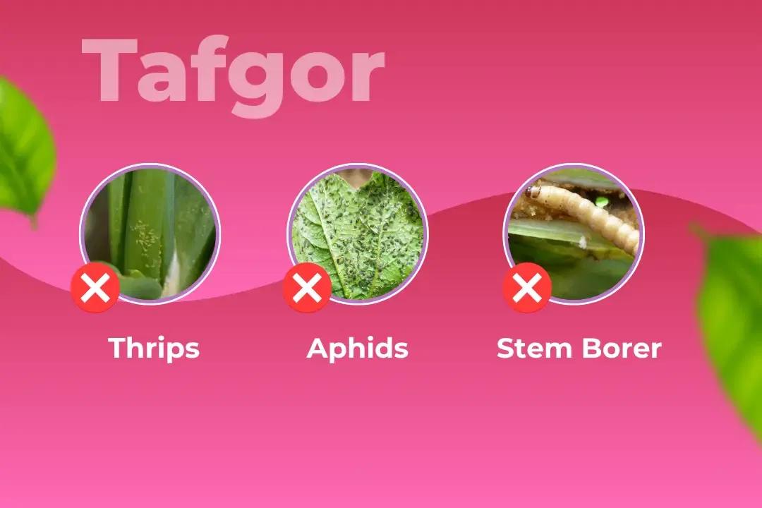 Tafgor Insecticide Target Pest Tafgor Insecticide Target Pest