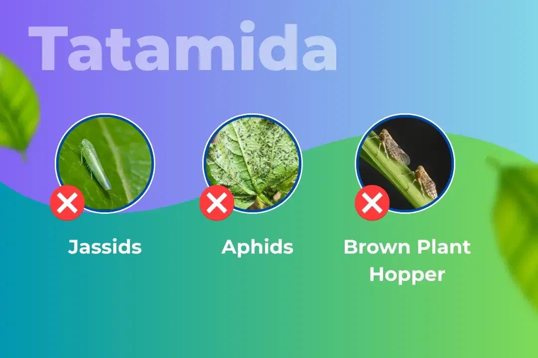 Tatamida Insecticide Target Pest Tatamida Insecticide Target Pest