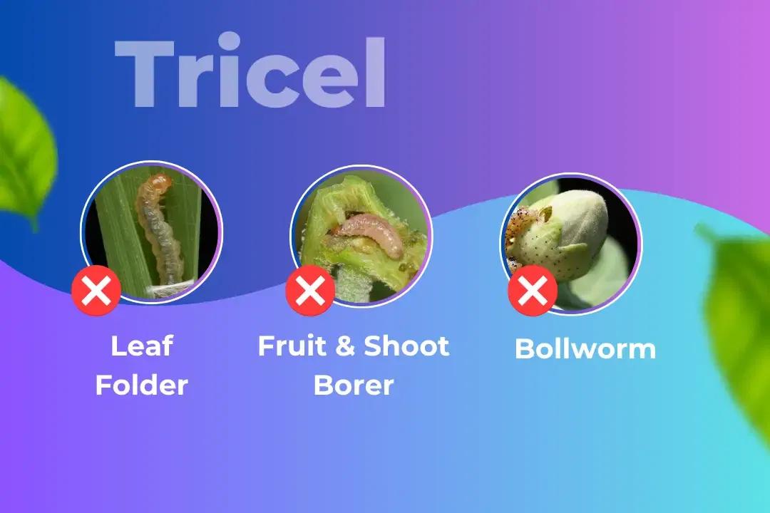 Tricel Insecticide Target Pest Tricel Insecticide Target Pest