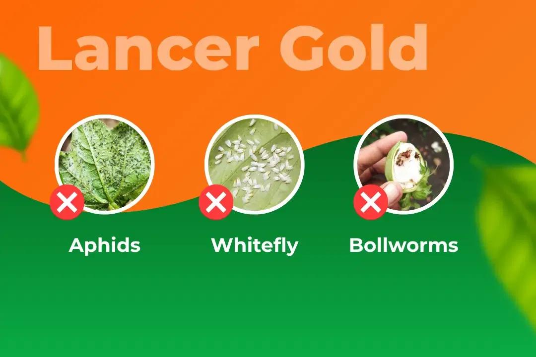 UPL Lancer Gold Insecticide Target Pest UPL Lancer Gold Insecticide Target Pest