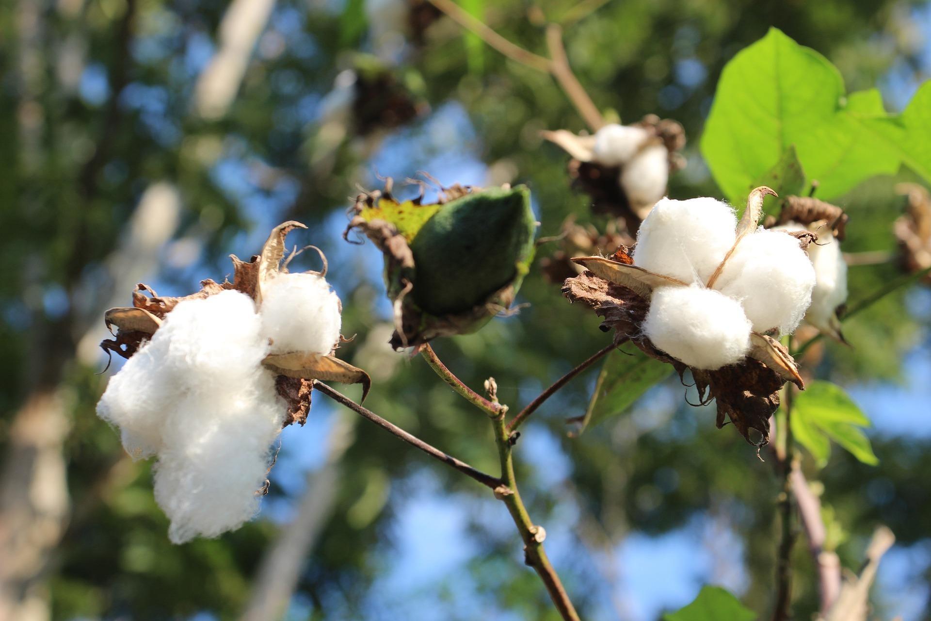 Pink Bollworm - A Serious Insect Pest Of Cotton Crop | BigHaat